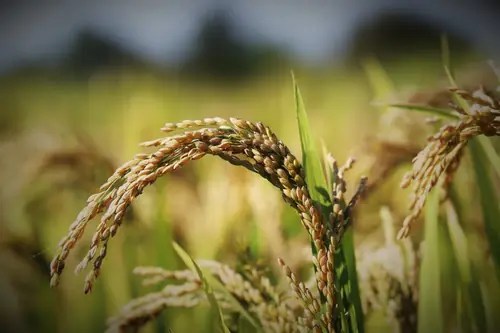 Spiga di riso nel campo, origine agricola di CRIPZ
